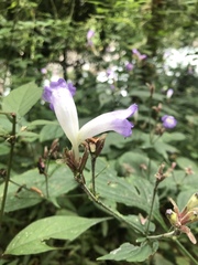 Strobilanthes lachenensis