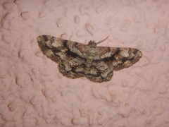 Peribatodes umbraria
