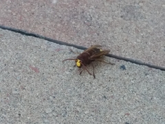 Vespa orientalis
