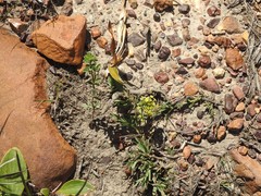 Struthiola mundii