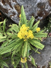 Senecio cappa
