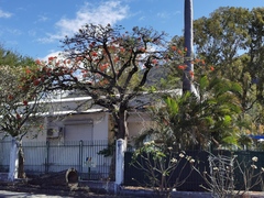 Delonix regia
