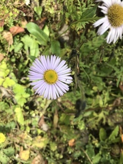 Erigeron multiradiatus