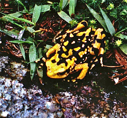 Peter's Harlequin Toad, Atelopus petersi