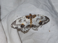 Abraxas amicula-illuminata