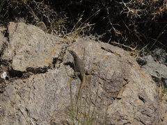 Liolaemus austromendocinus