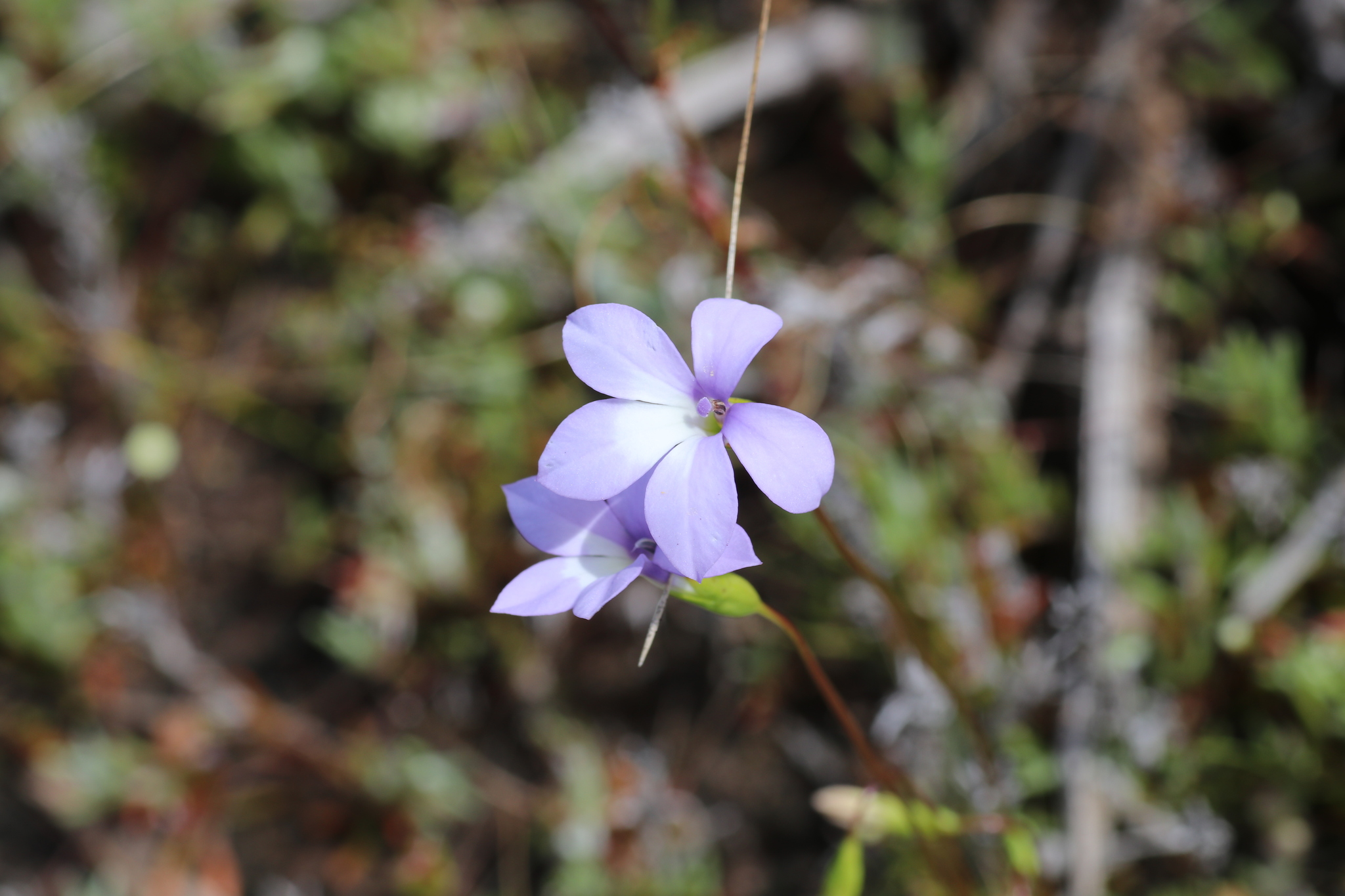 Isotoma scapigera