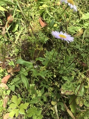 Erigeron multiradiatus