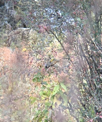 Trochalopteron affine