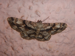 Peribatodes umbraria