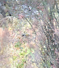 Trochalopteron affine