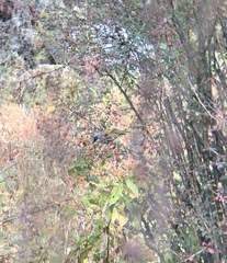 Trochalopteron affine