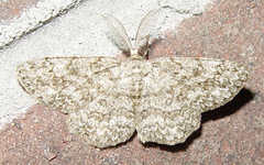 Hypomecis umbrosaria