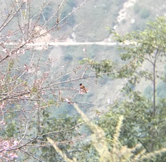Heterophasia capistrata