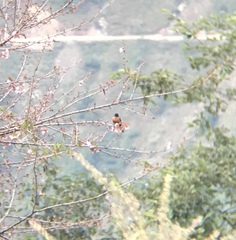 Heterophasia capistrata