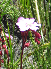 Drosera admirabilis