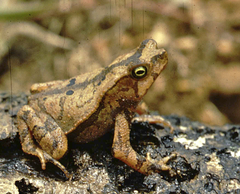 Bishop's Toad photo 3