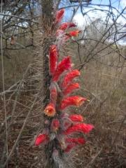 Cleistocactus baumannii
