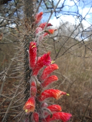 Cleistocactus baumannii