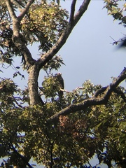 Milvus migrans