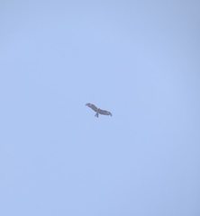 Milvus migrans