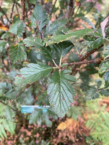 Hedlundia arranensis, photograph 1