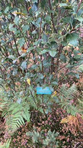 Hedlundia arranensis (Hedlundia arranensis)
