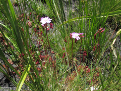 Drosera admirabilis