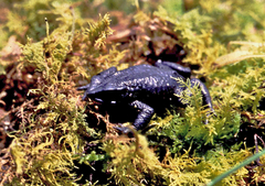 Atelopus nanay