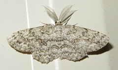 Hypomecis umbrosaria