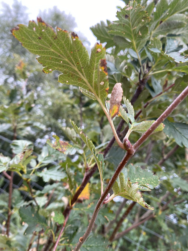 Hedlundia pseudofennica, photograph 5