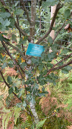 Hedlundia pseudofennica, photograph 3
