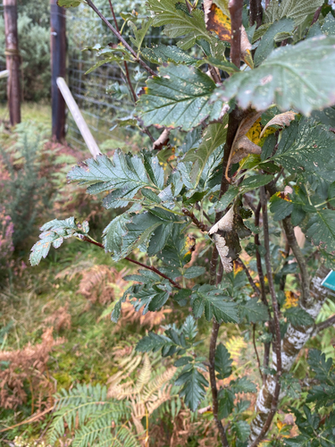 Hedlundia pseudofennica, photograph 4