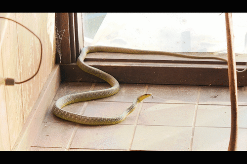 Common Tree Snake sighting