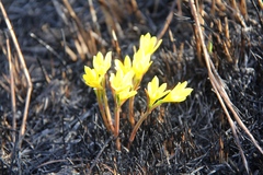 Cyrtanthus breviflorus
