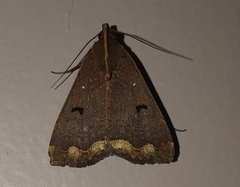 Rejectaria cocytalis