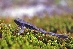 Atelopus pastuso