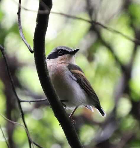 iNaturalist image