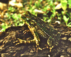 Incilius coniferus