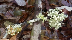 Parmotrema submarginale