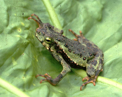 Incilius coniferus