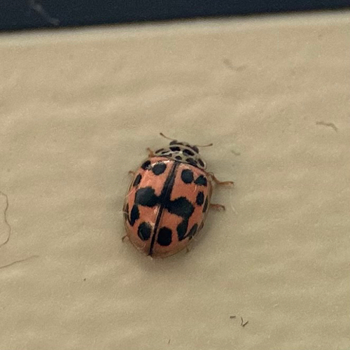 Kugeliger Marienkäfer