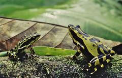 Atelopus spumarius