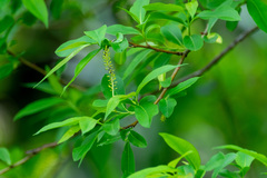 Salix tetrasperma