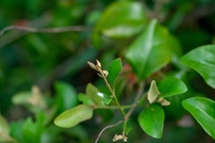 Scurrula