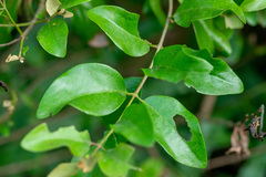 Scurrula
