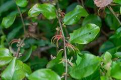 Scurrula