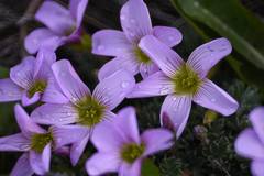 Oxalis enneaphylla