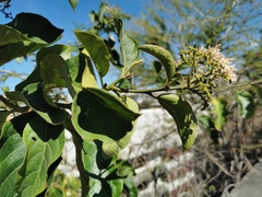 Ehretia cymosa