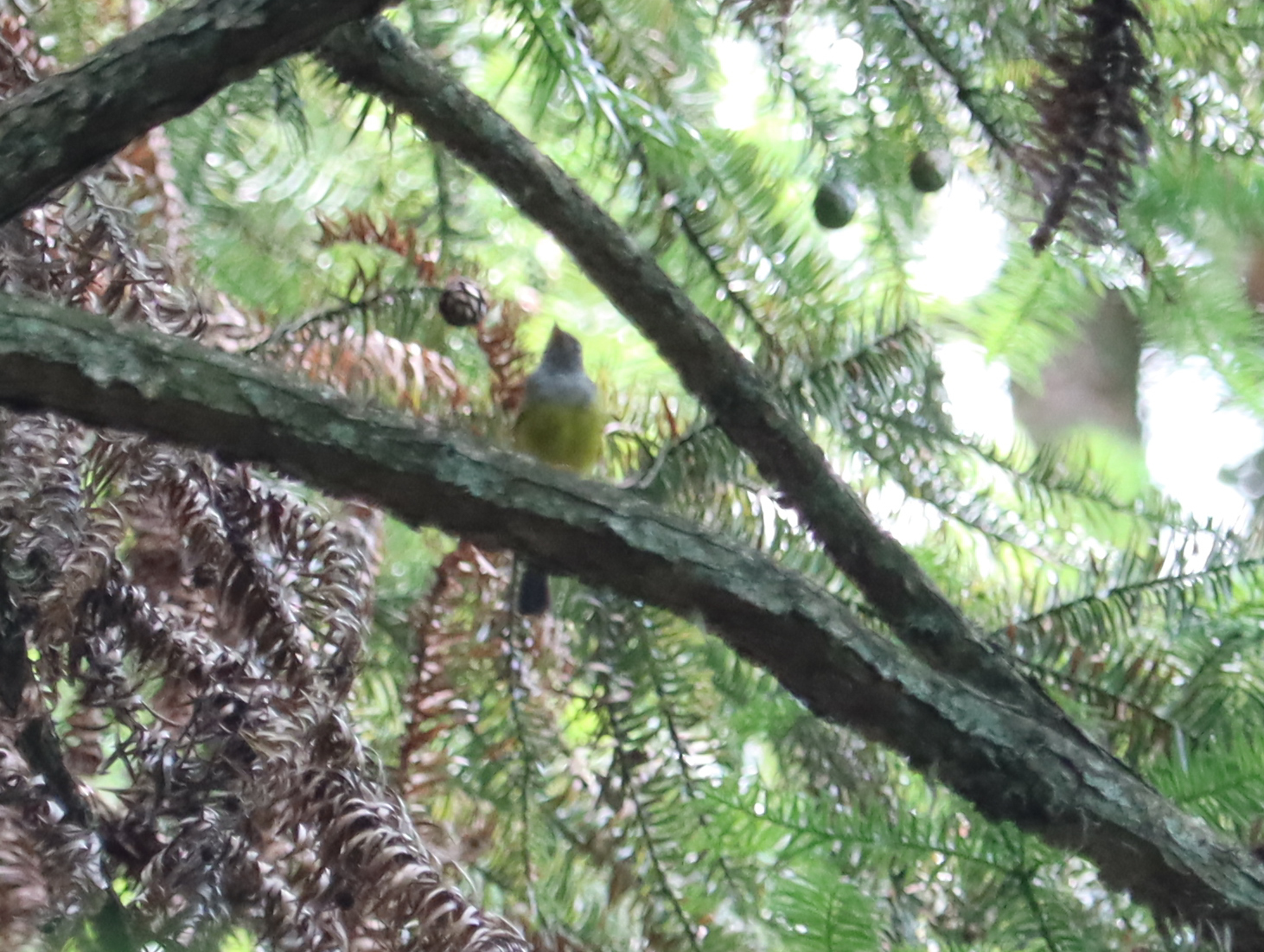 Grey-headed Canary-flycatcher